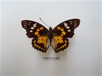 藏品(燦蛺蝶)的圖片